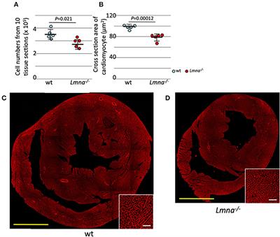 Cardiomyocyte Proliferative Capacity Is Restricted in Mice With Lmna Mutation